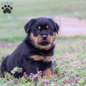 Rex, Rottweiler Puppy